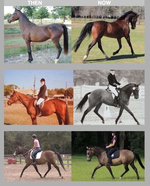 Before and After Dressage Naturally