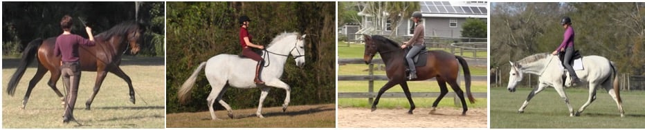 Dressage Naturally Karen Rohlf horses