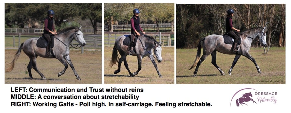 Dressage Naturally Working Gaits