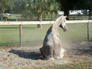 Dressage Naturally Low Energy Horse