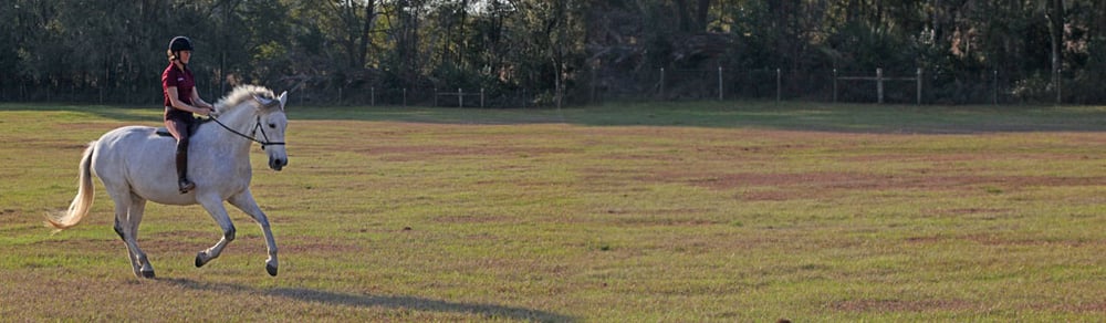 Karen Rohlf Natilla canter in field