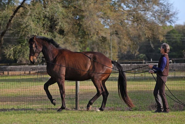 Karen Rohlf Dressage Naturally Hot Shot Piaffe Long Lines 3 web