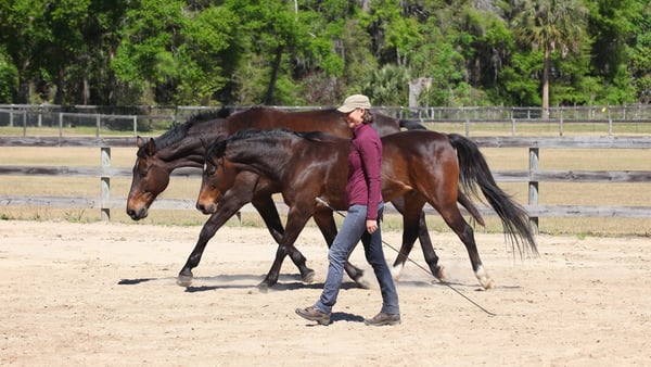 Karen Rohlf Dressage Naturally Liberty stretching 2 horses