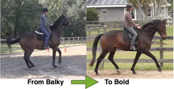 Karen Rohlf Dressage Naturally From Balky To Bold 