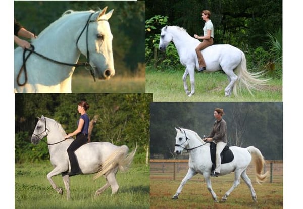 Karen Rohlf Dressage Naturally Bitless Dressage