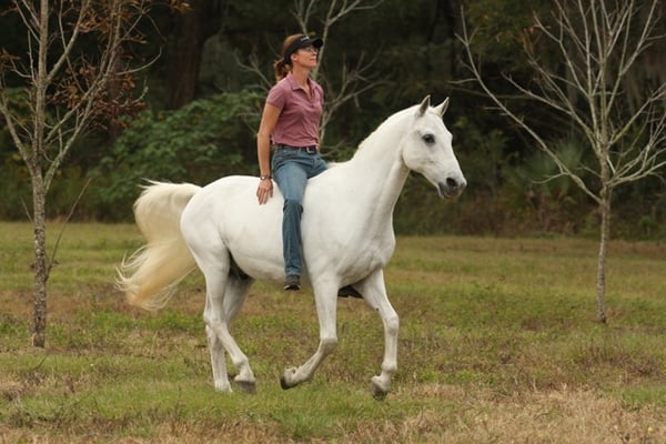 Monty Bareback Bridleless