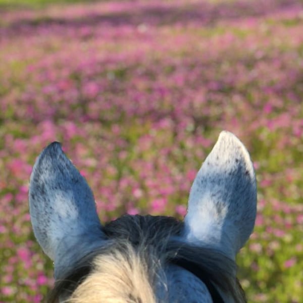 Natilla's ears and flowers