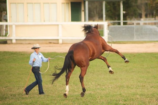 Playful horse