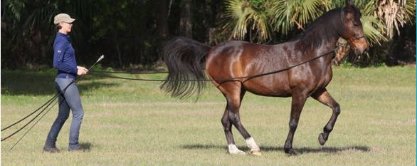 Karen Rohlf Dressage Naturally Long Lines