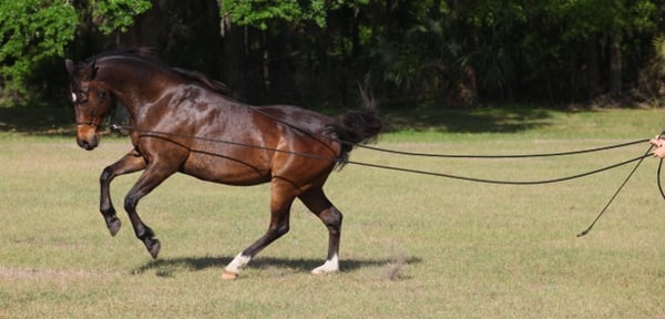 Stubborn horses aren't a real thing