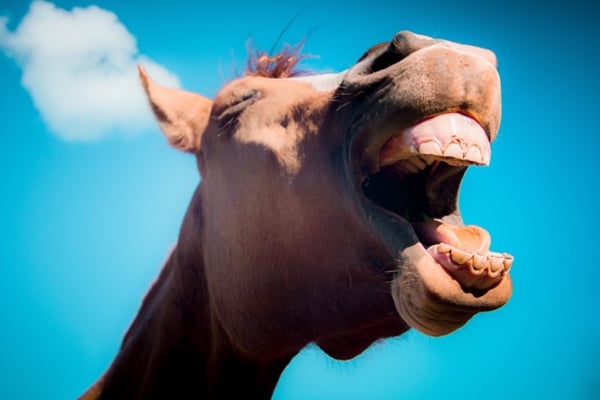 horse yawn