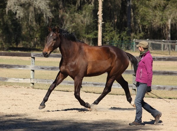 karen rohlf hot shot big trot liberty