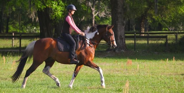 Stop Trying To Get Your Horse On The (Bleeping) Bit