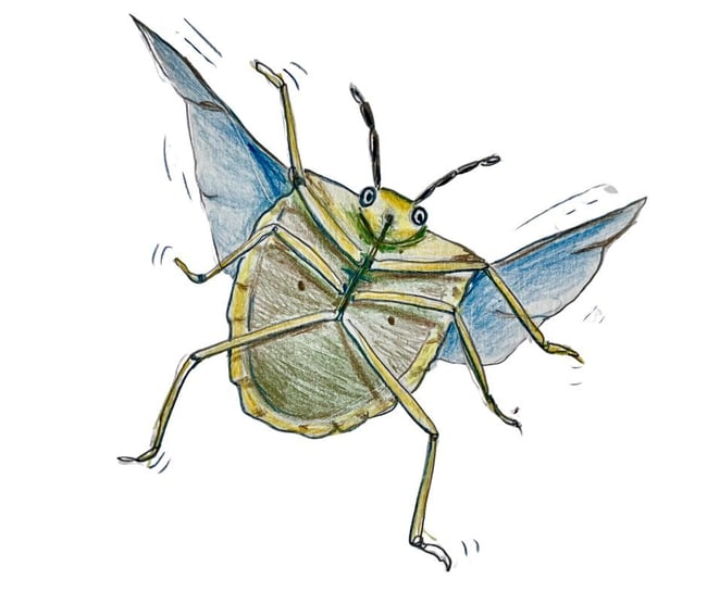 stink bug