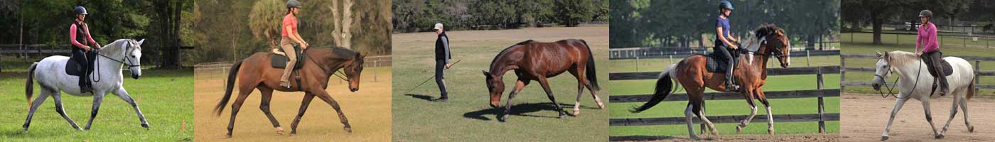 Karen Rohlf Dressage Naturally